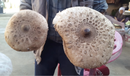 Doğadaki mantarlarla ilgili uyarı